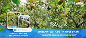 Paket Agrowisata Petik Apel Batu