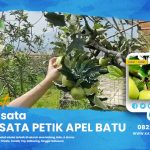 Paket Agrowisata Petik Apel Batu