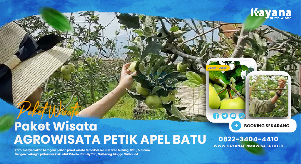 Paket Agrowisata Petik Apel Batu